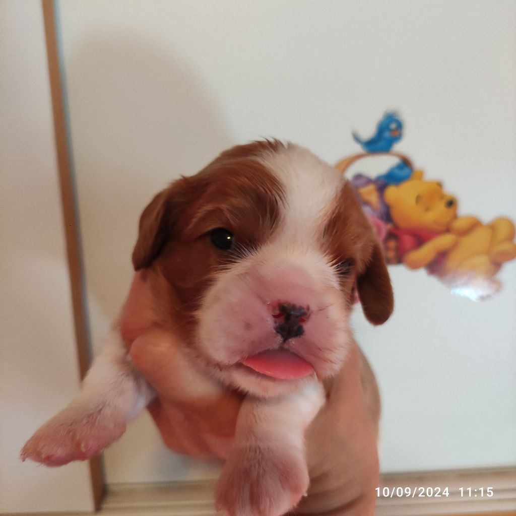 Du Royaume De France - Chiot disponible  - Cavalier King Charles Spaniel