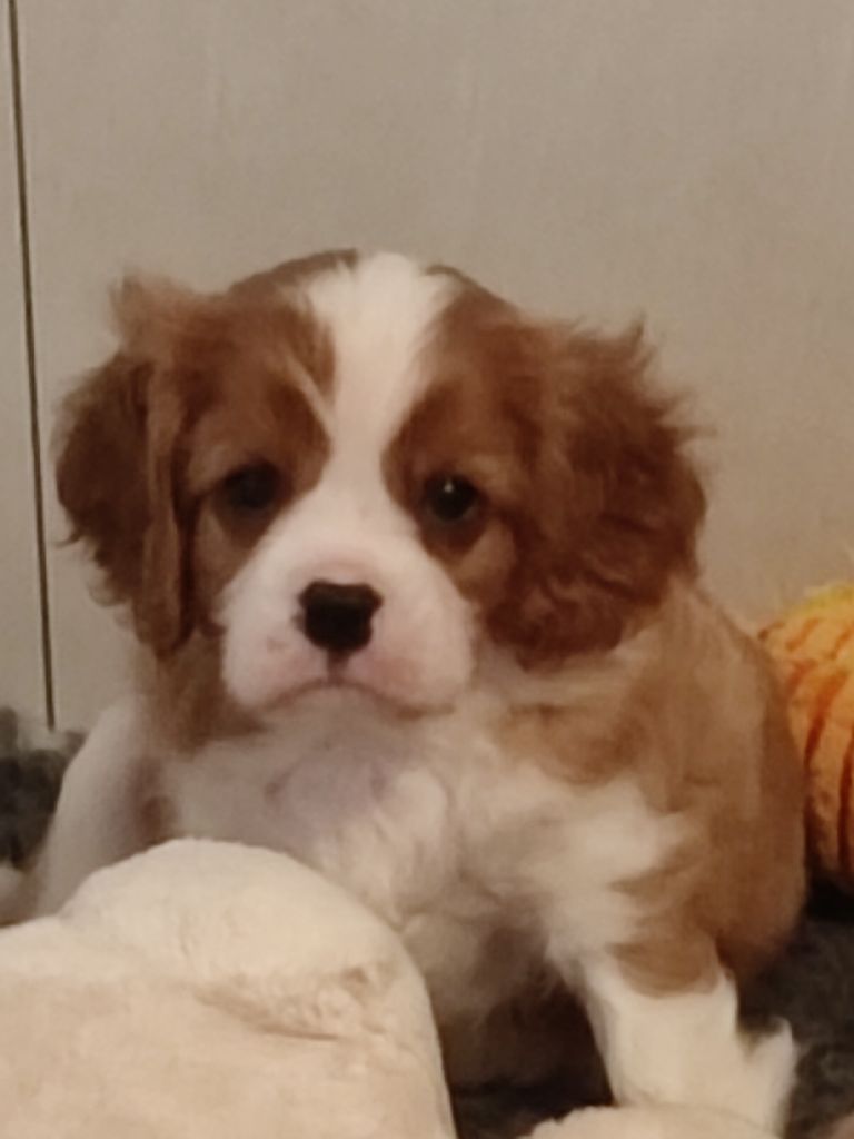 Du Royaume De France - Chiot disponible  - Cavalier King Charles Spaniel