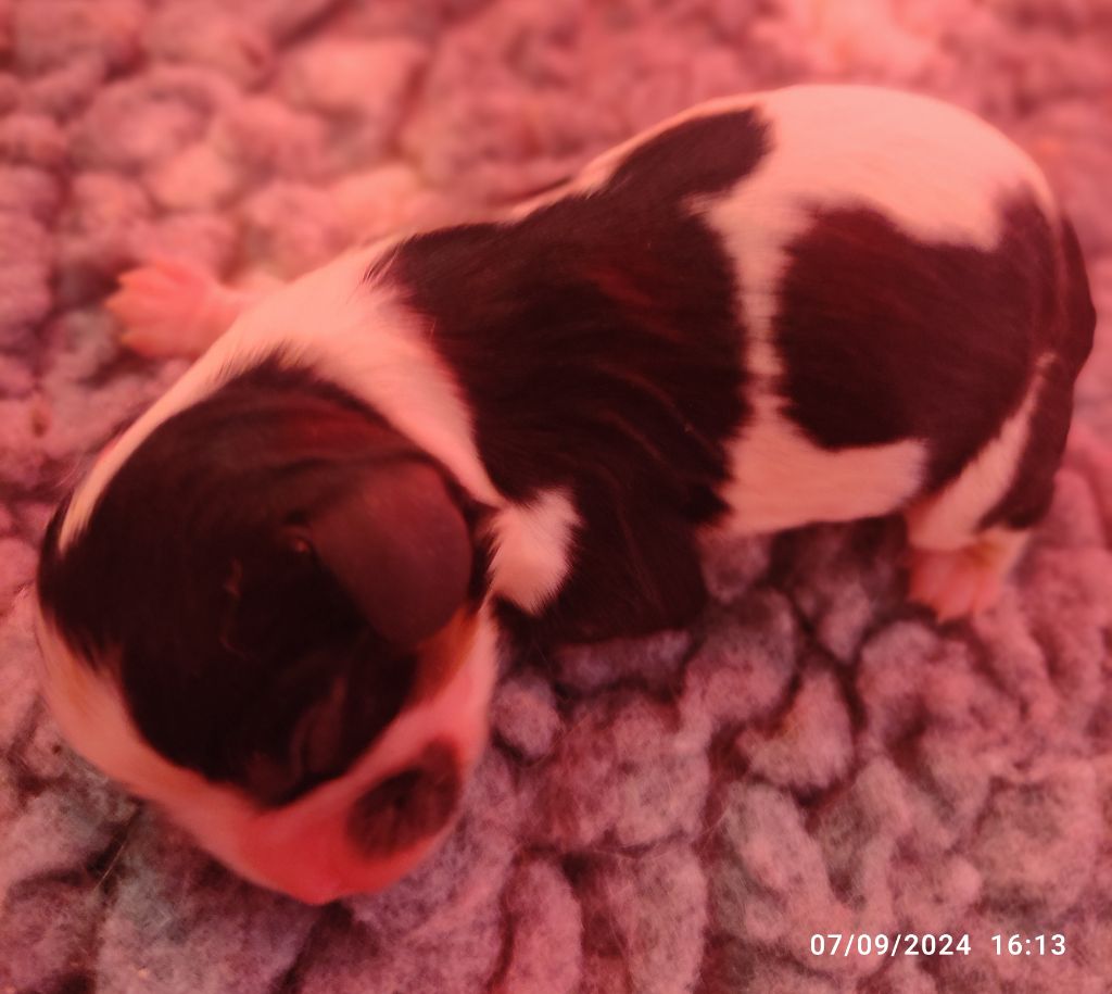 Du Royaume De France - Chiot disponible  - Cavalier King Charles Spaniel