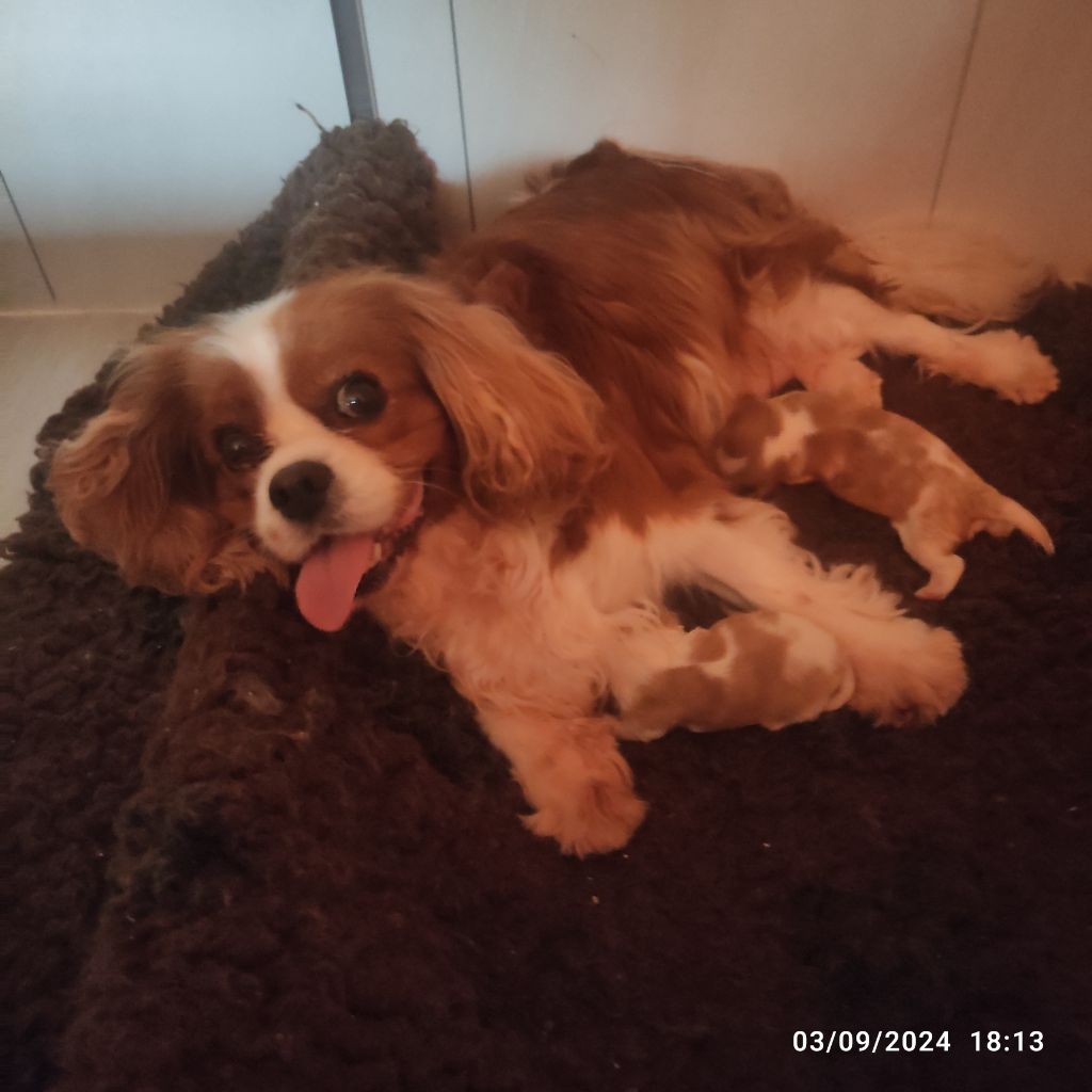 chiot Cavalier King Charles Spaniel Du Royaume De France