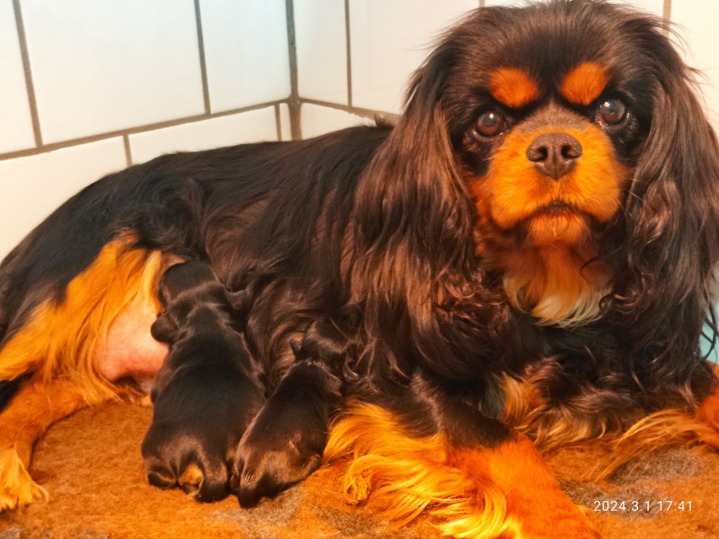 chiot Cavalier King Charles Spaniel Du Royaume De France