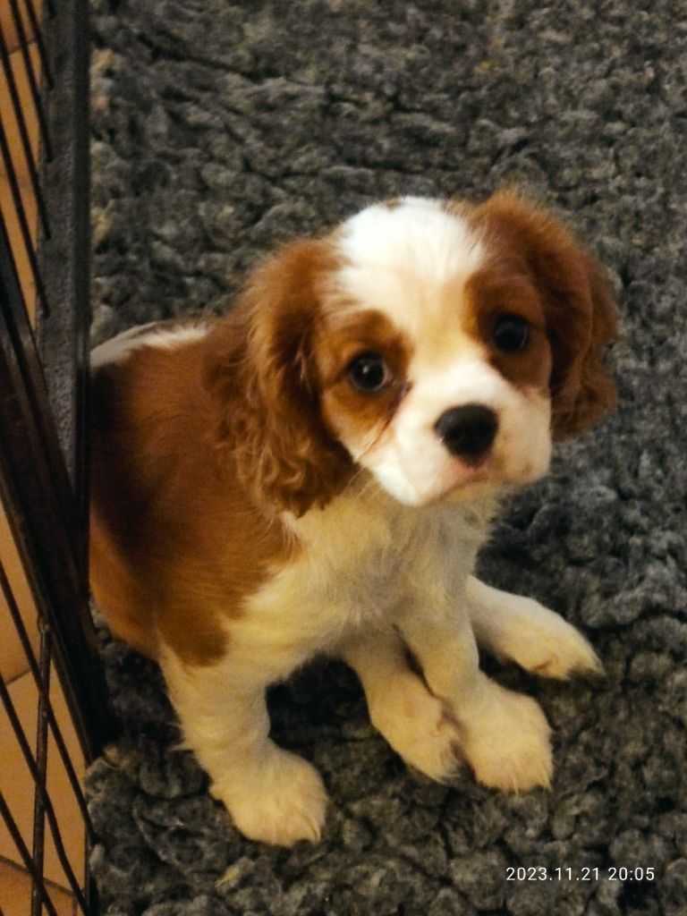 chiot Cavalier King Charles Spaniel Du Royaume De France