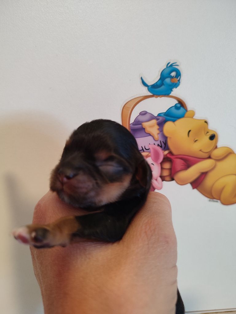 Du Royaume De France - Chiots disponibles - Cavalier King Charles Spaniel