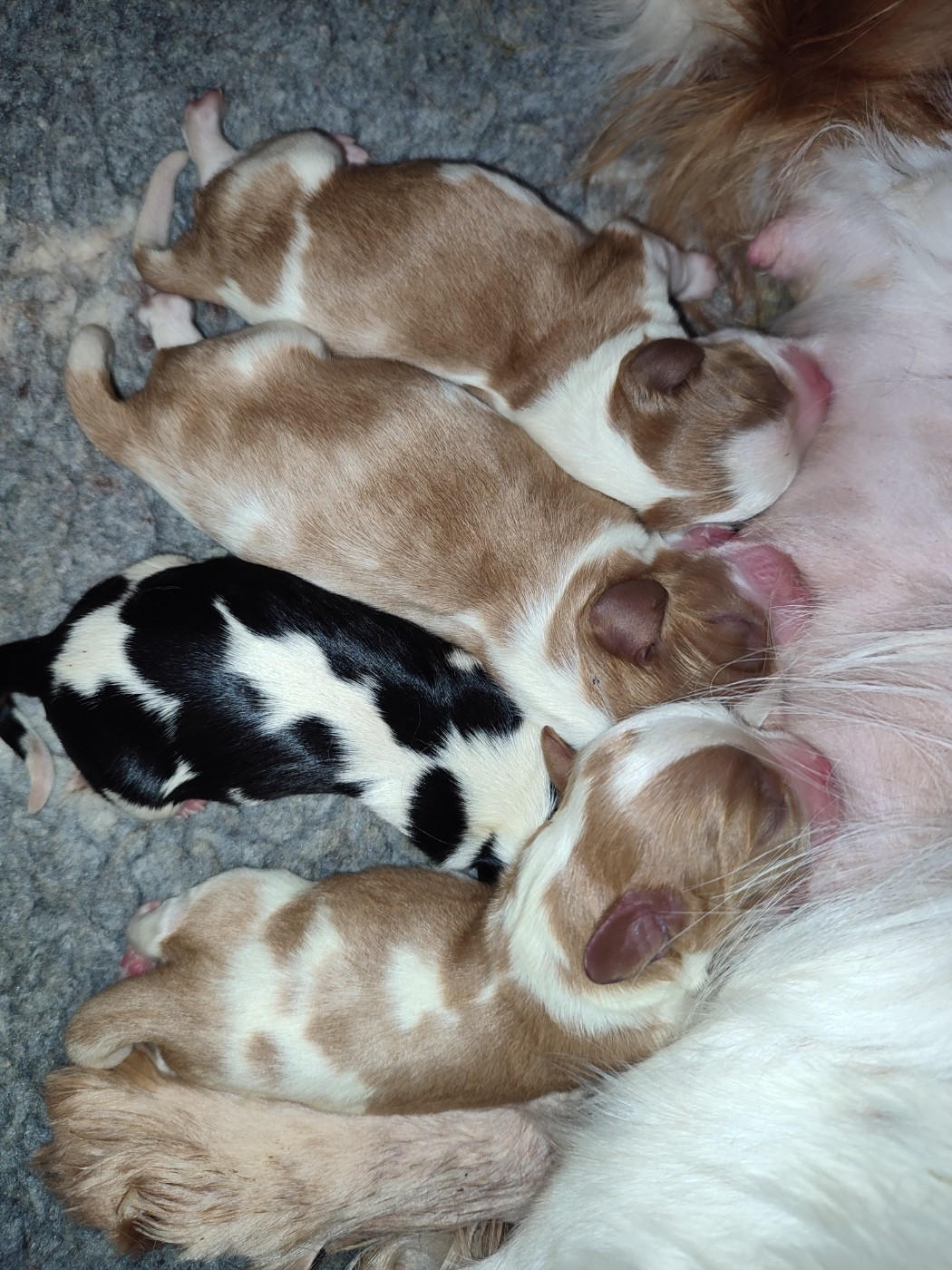 Chiot Cavalier King Charles Spaniel Du Royaume De France