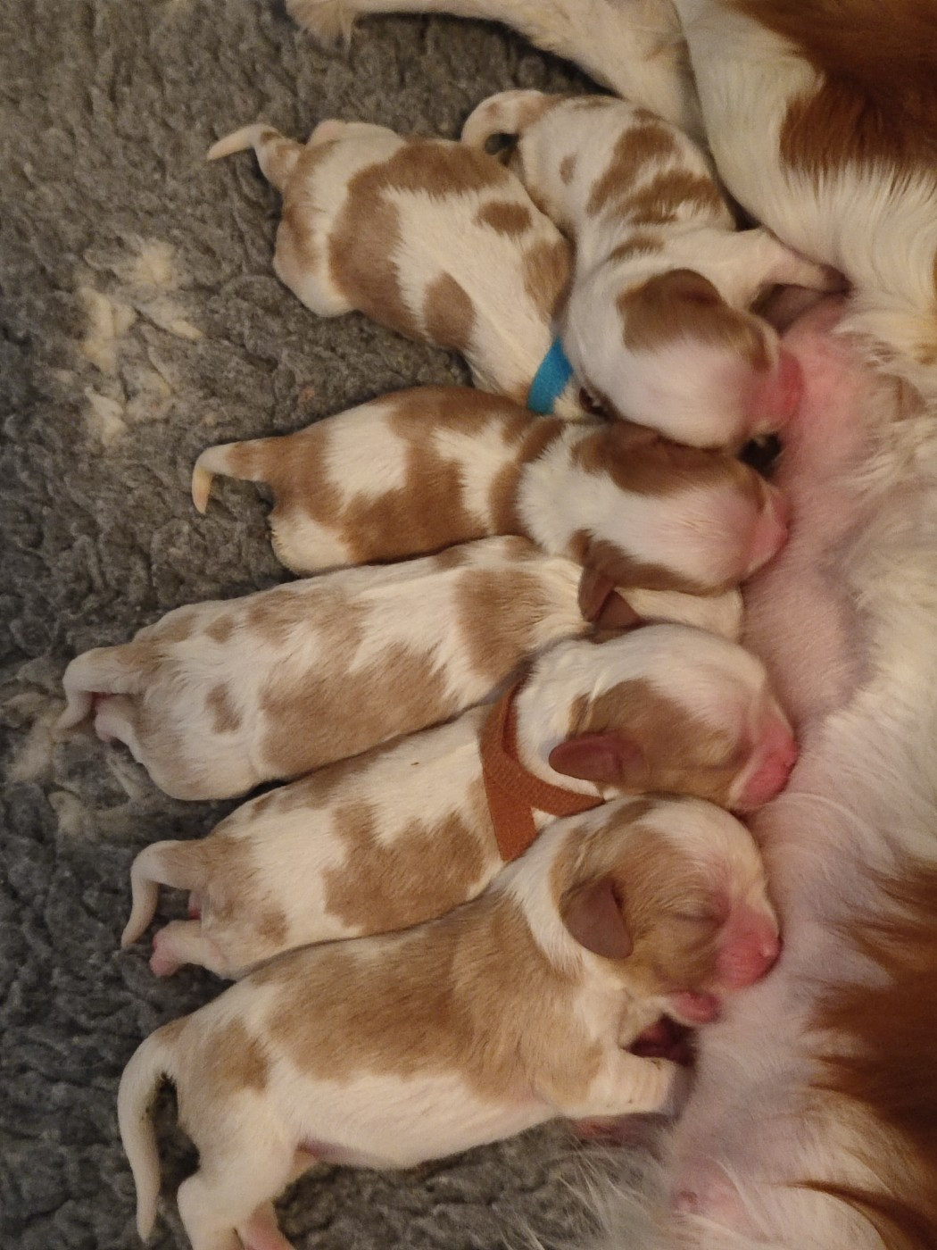 Chiot Cavalier King Charles Spaniel Du Royaume De France