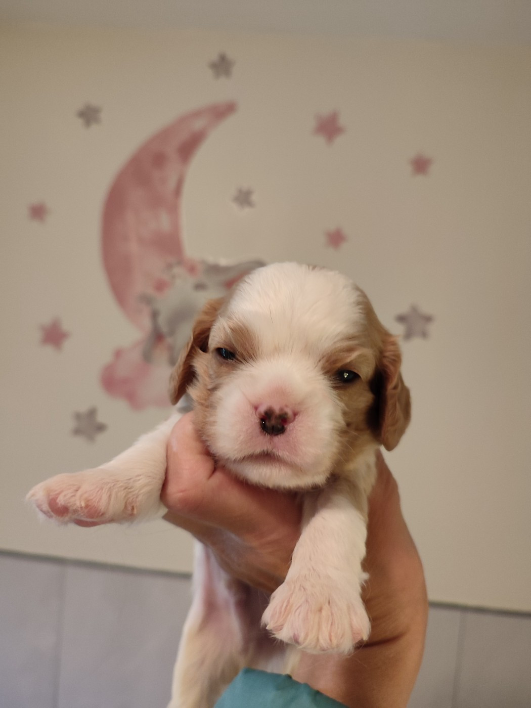 Du Royaume De France - Chiots disponibles - Cavalier King Charles Spaniel