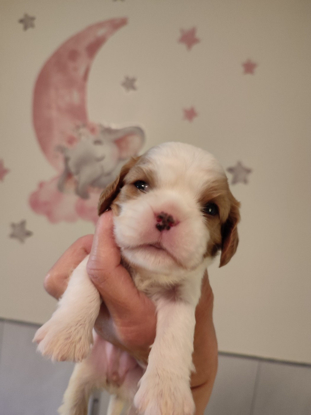 Du Royaume De France - Chiots disponibles - Cavalier King Charles Spaniel