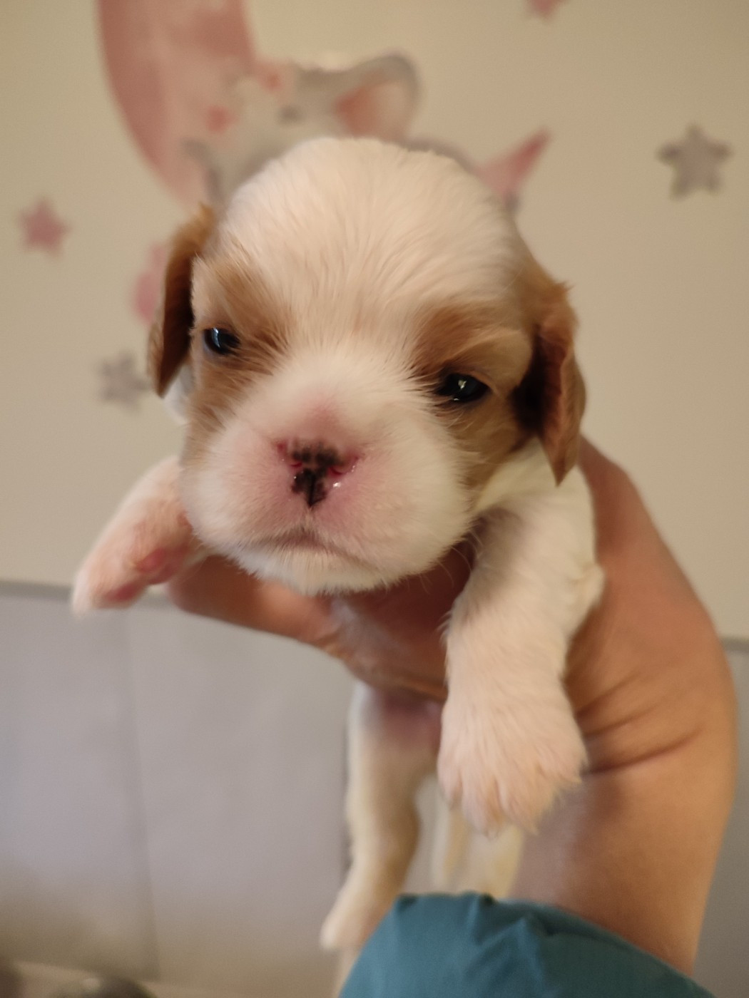 Du Royaume De France - Chiots disponibles - Cavalier King Charles Spaniel