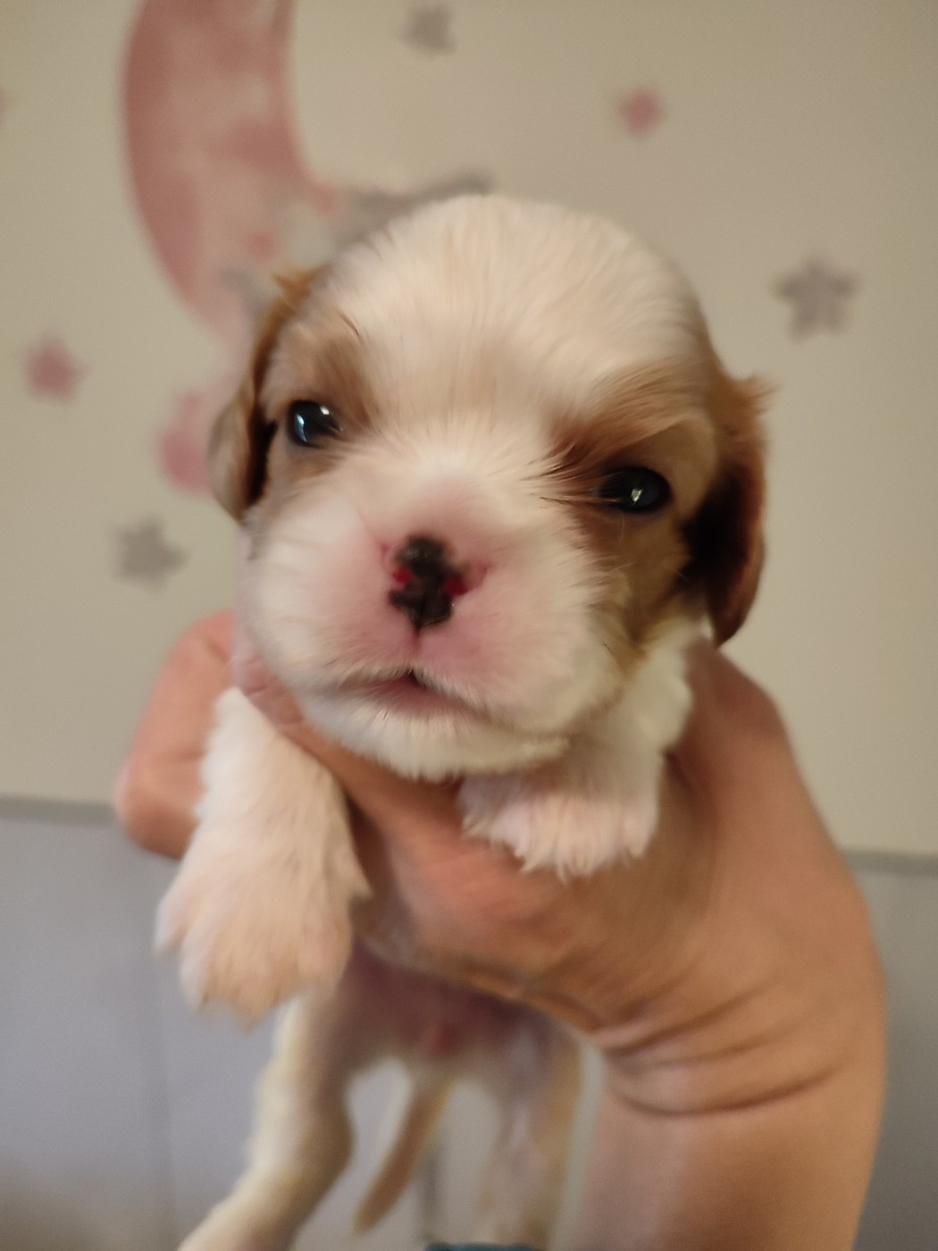 Du Royaume De France - Chiots disponibles - Cavalier King Charles Spaniel