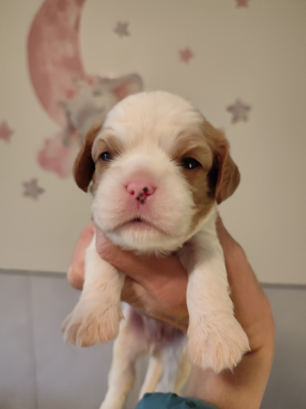 Du Royaume De France - Chiots disponibles - Cavalier King Charles Spaniel