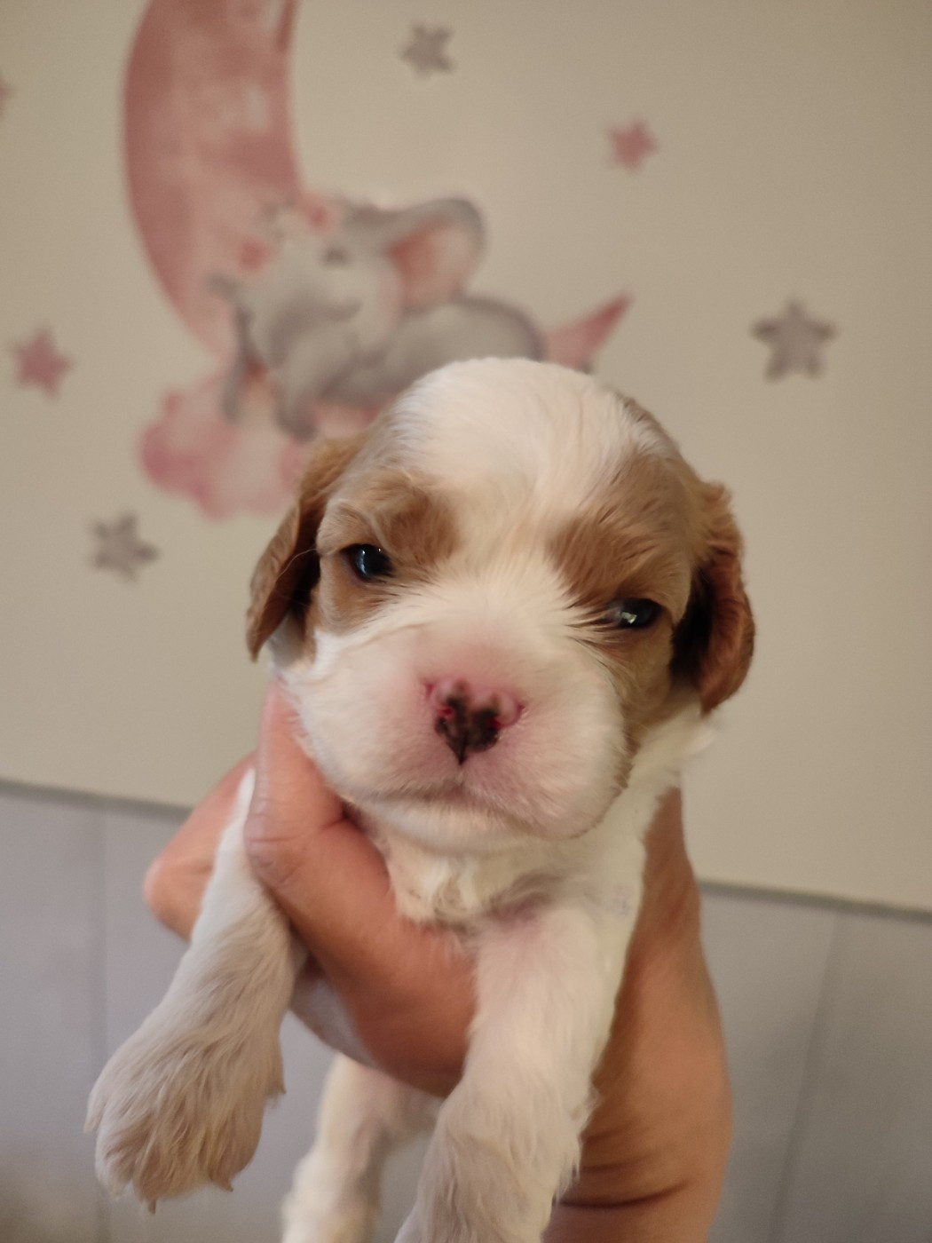 Du Royaume De France - Chiots disponibles - Cavalier King Charles Spaniel