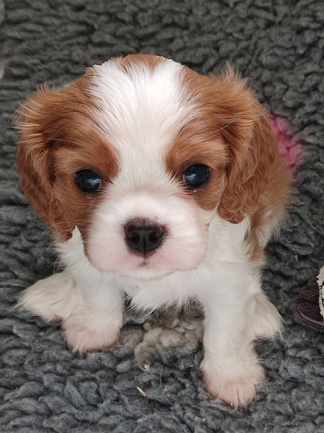 Du Royaume De France - Chiots disponibles - Cavalier King Charles Spaniel