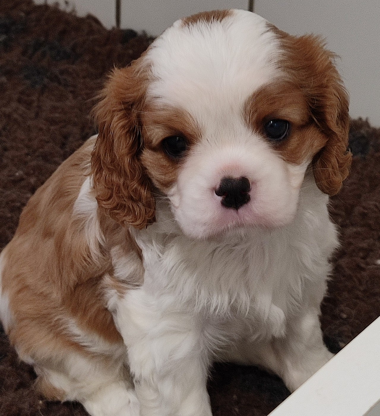 Du Royaume De France - Cavalier King Charles Spaniel - Portée née le 19/03/2026