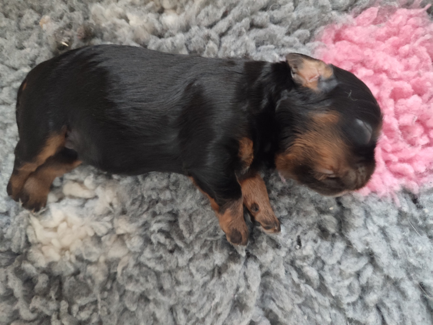 Du Royaume De France - Chiots disponibles - Cavalier King Charles Spaniel