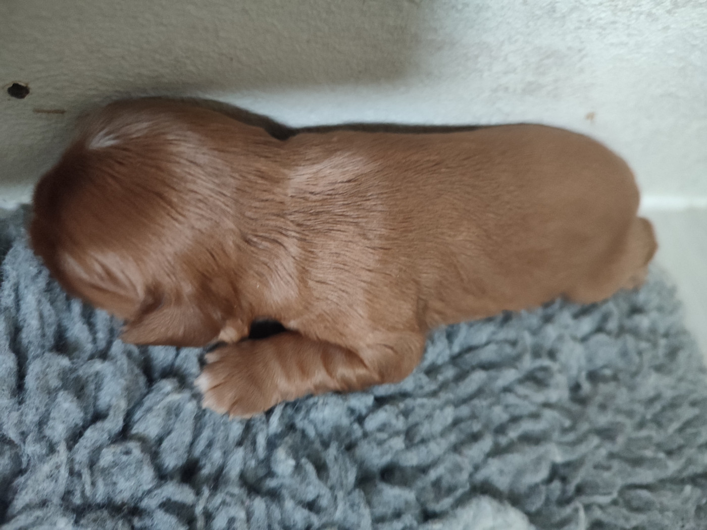 Du Royaume De France - Chiots disponibles - Cavalier King Charles Spaniel