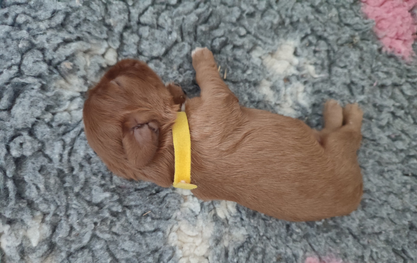 Du Royaume De France - Chiots disponibles - Cavalier King Charles Spaniel