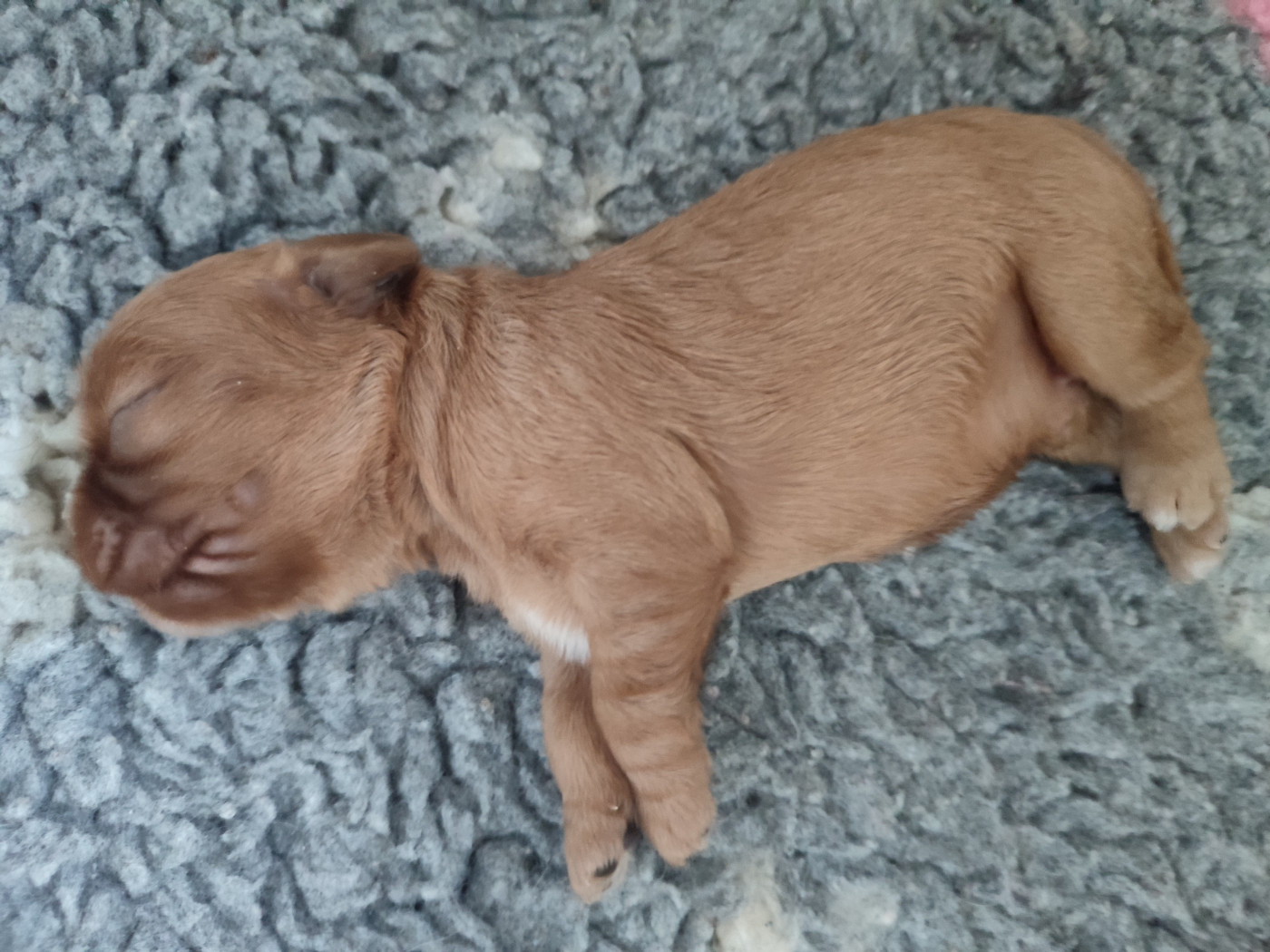 Du Royaume De France - Chiots disponibles - Cavalier King Charles Spaniel