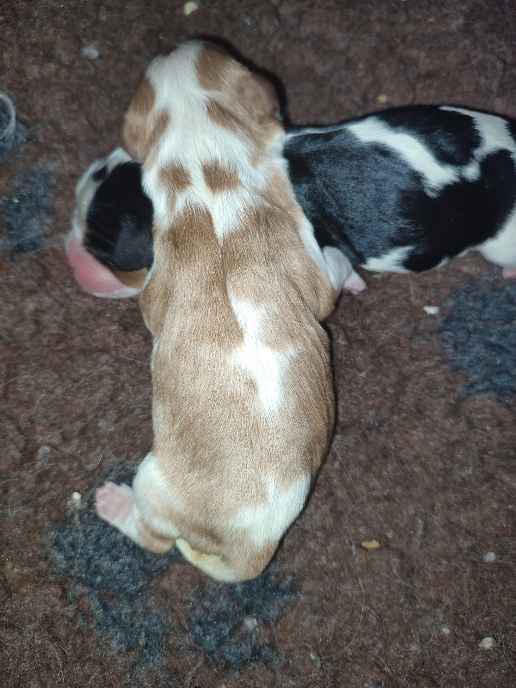 Du Royaume De France - Chiots disponibles - Cavalier King Charles Spaniel