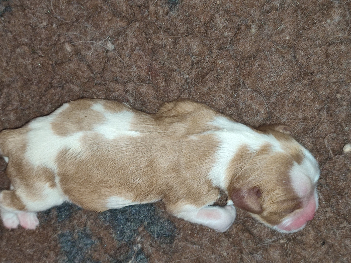 Du Royaume De France - Chiots disponibles - Cavalier King Charles Spaniel