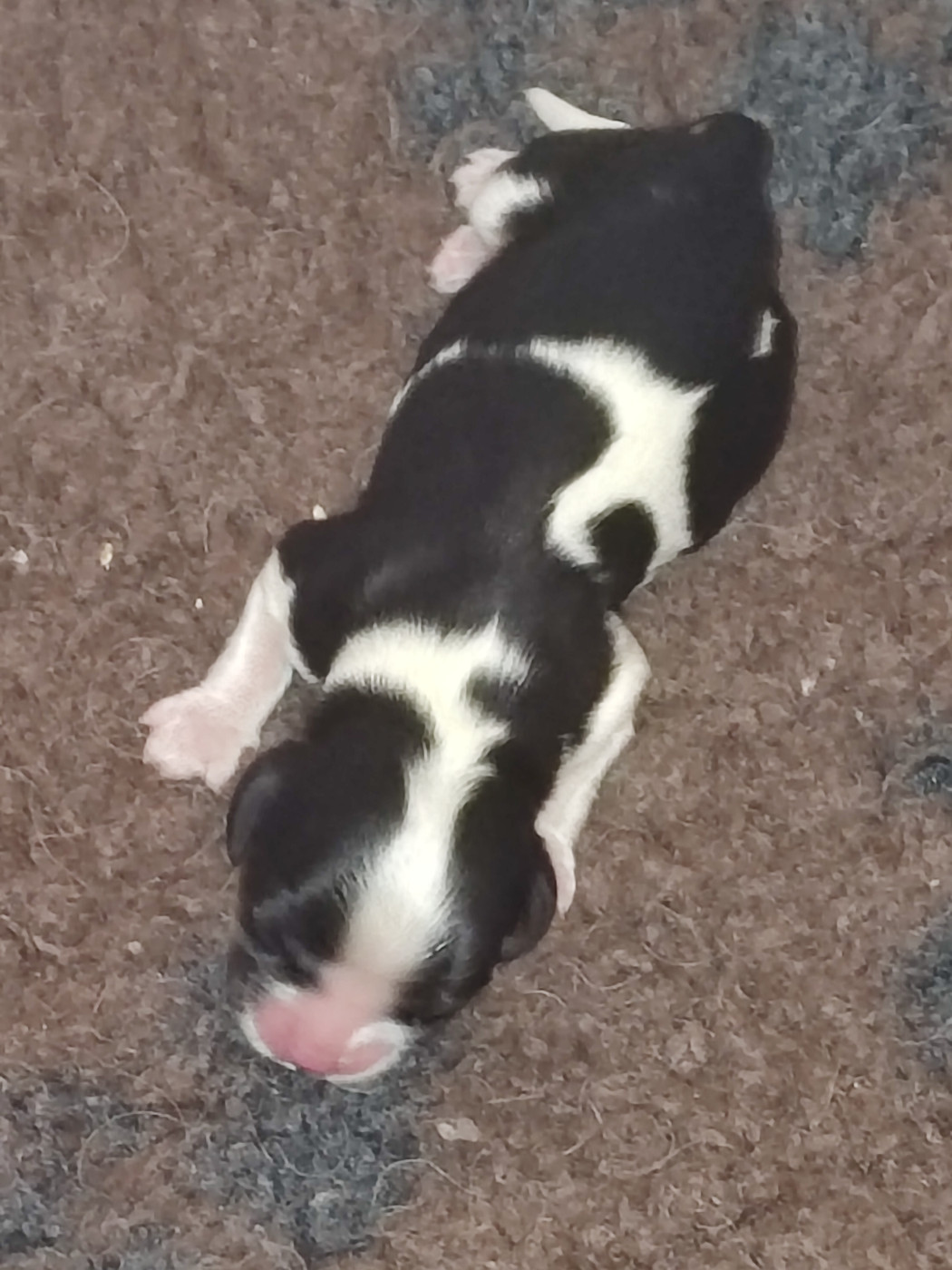 Du Royaume De France - Chiots disponibles - Cavalier King Charles Spaniel