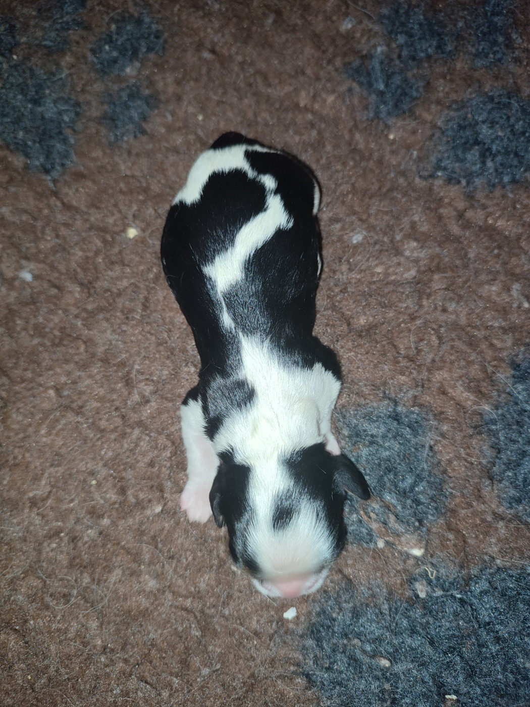 Du Royaume De France - Chiots disponibles - Cavalier King Charles Spaniel