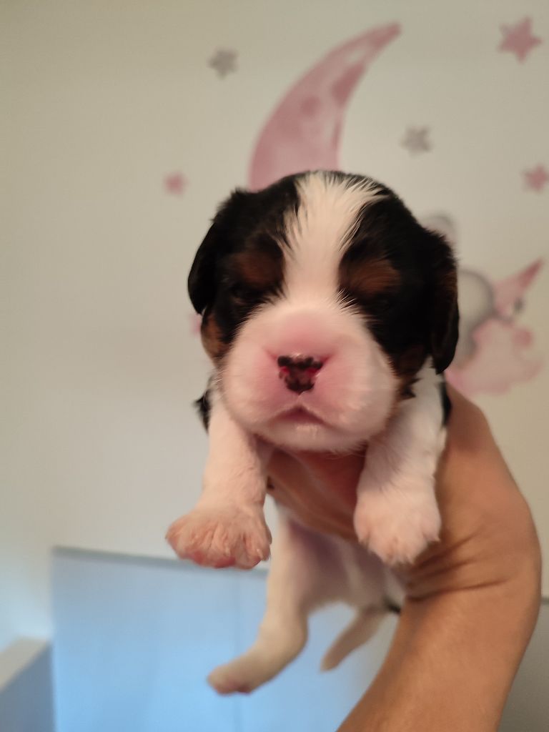 Du Royaume De France - Chiots disponibles - Cavalier King Charles Spaniel
