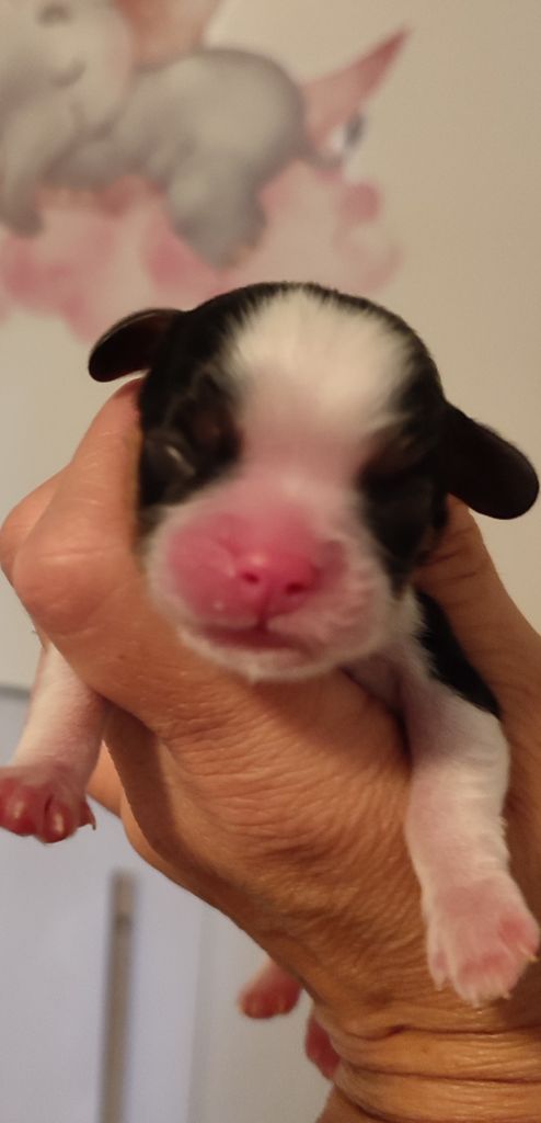 Du Royaume De France - Chiots disponibles - Cavalier King Charles Spaniel