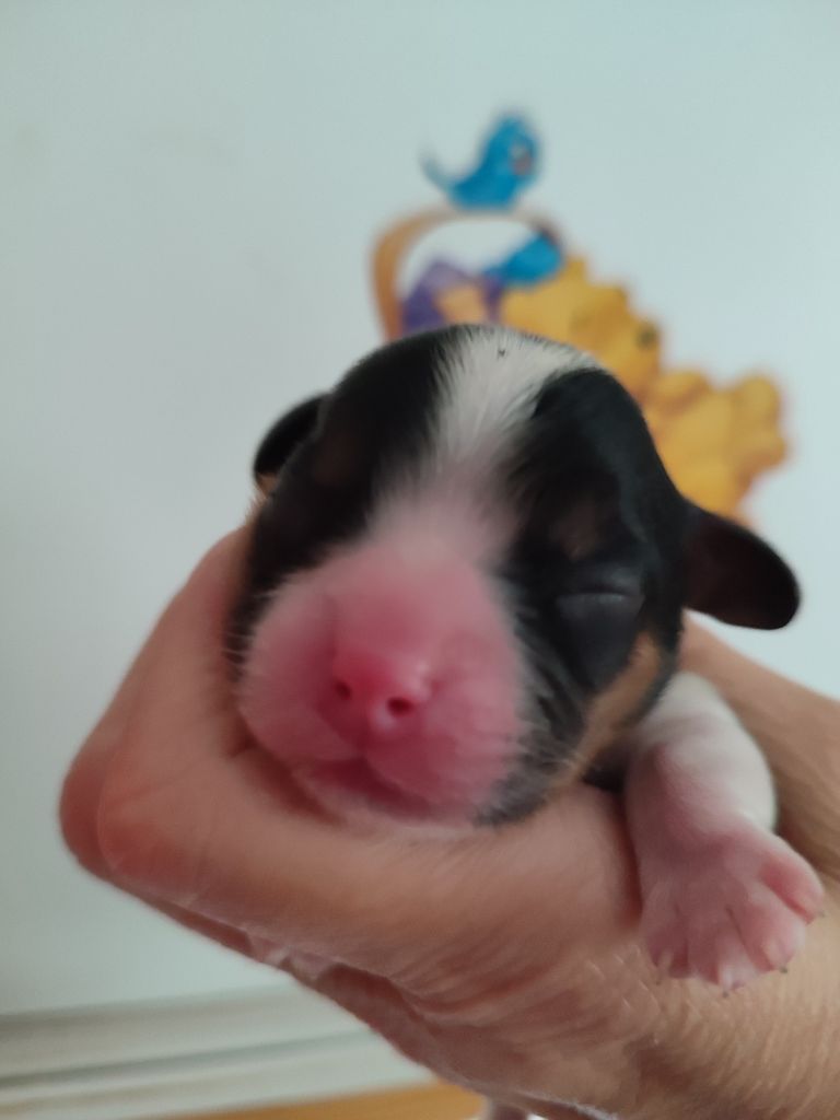 Du Royaume De France - Chiots disponibles - Cavalier King Charles Spaniel