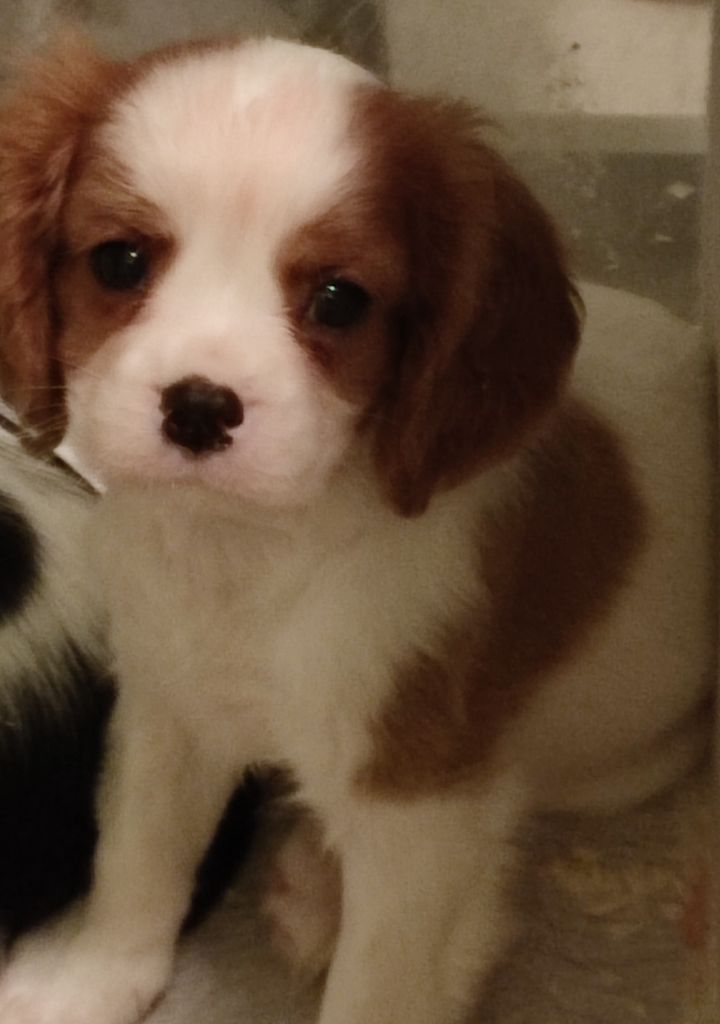 Du Royaume De France - Chiots disponibles - Cavalier King Charles Spaniel