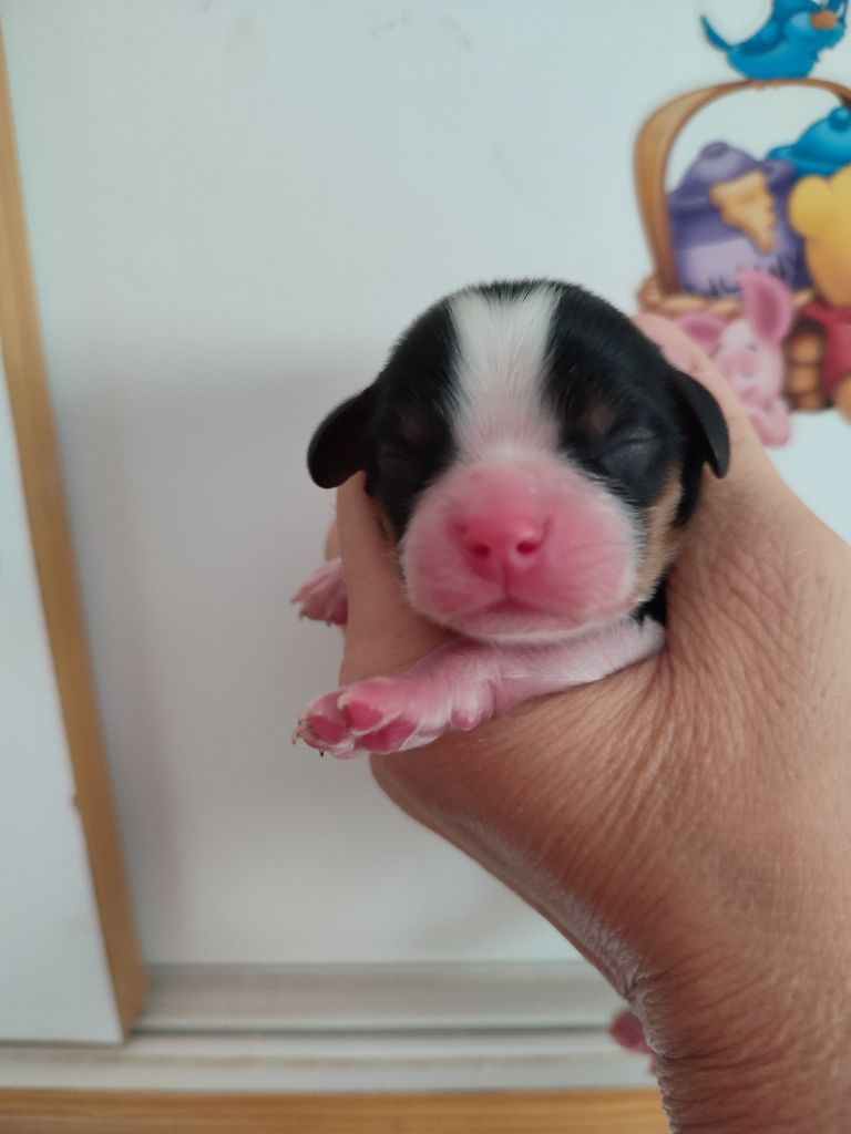 Du Royaume De France - Chiots disponibles - Cavalier King Charles Spaniel