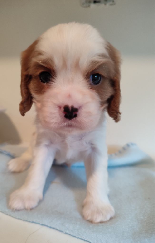 Du Royaume De France - Chiots disponibles - Cavalier King Charles Spaniel